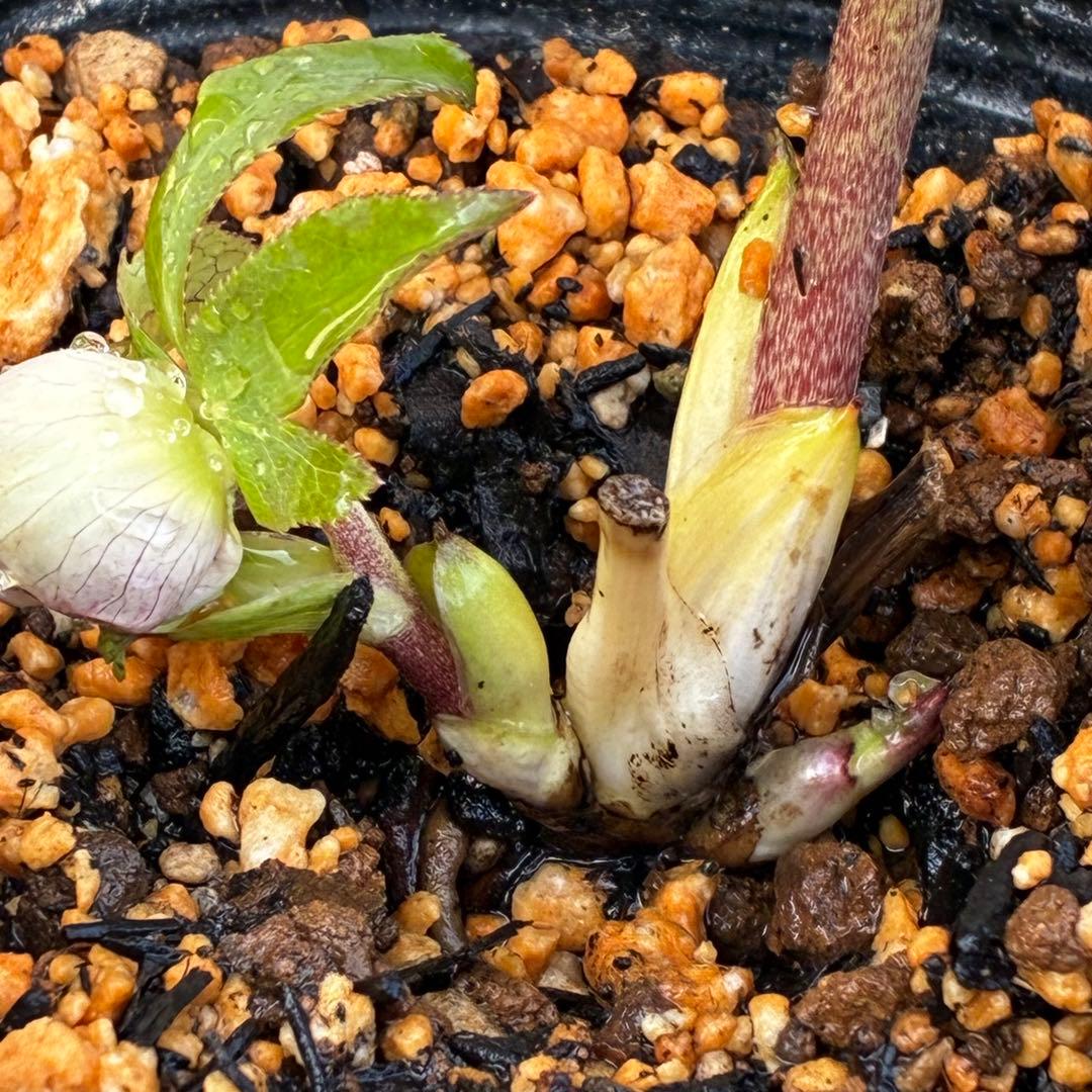 あ*号様 3568☘️蕾花タグ付☘️⭐️レッドイルミリオン⭐️美発色オーレア⭐️