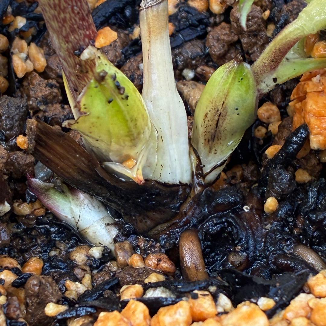 あ*号様 3568☘️蕾花タグ付☘️⭐️レッドイルミリオン⭐️美発色オーレア⭐️