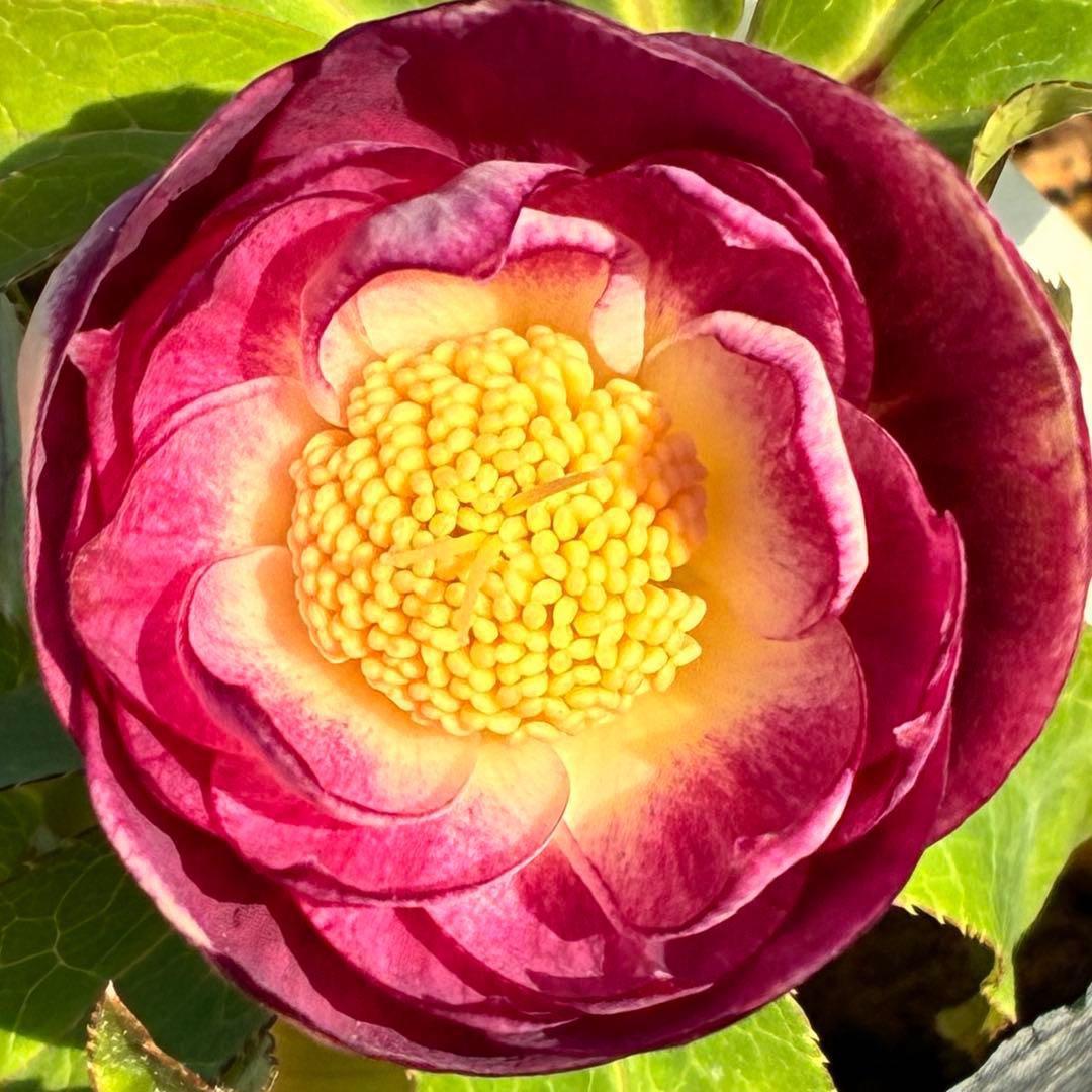 あ*号様 3568☘️蕾花タグ付☘️⭐️レッドイルミリオン⭐️美発色オーレア⭐️