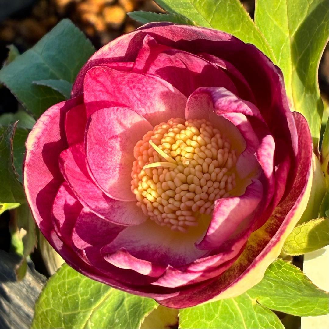 あ*号様 3568☘️蕾花タグ付☘️⭐️レッドイルミリオン⭐️美発色オーレア⭐️