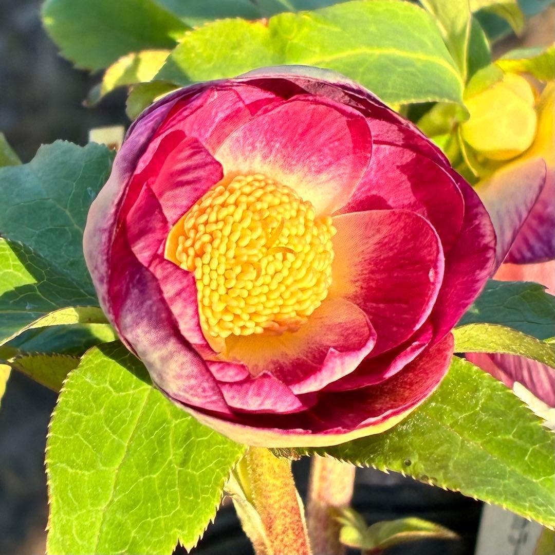 あ*号様 3568☘️蕾花タグ付☘️⭐️レッドイルミリオン⭐️美発色オーレア⭐️