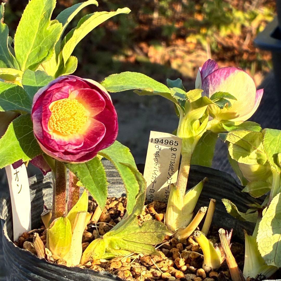 あ*号様 3568☘️蕾花タグ付☘️⭐️レッドイルミリオン⭐️美発色オーレア⭐️