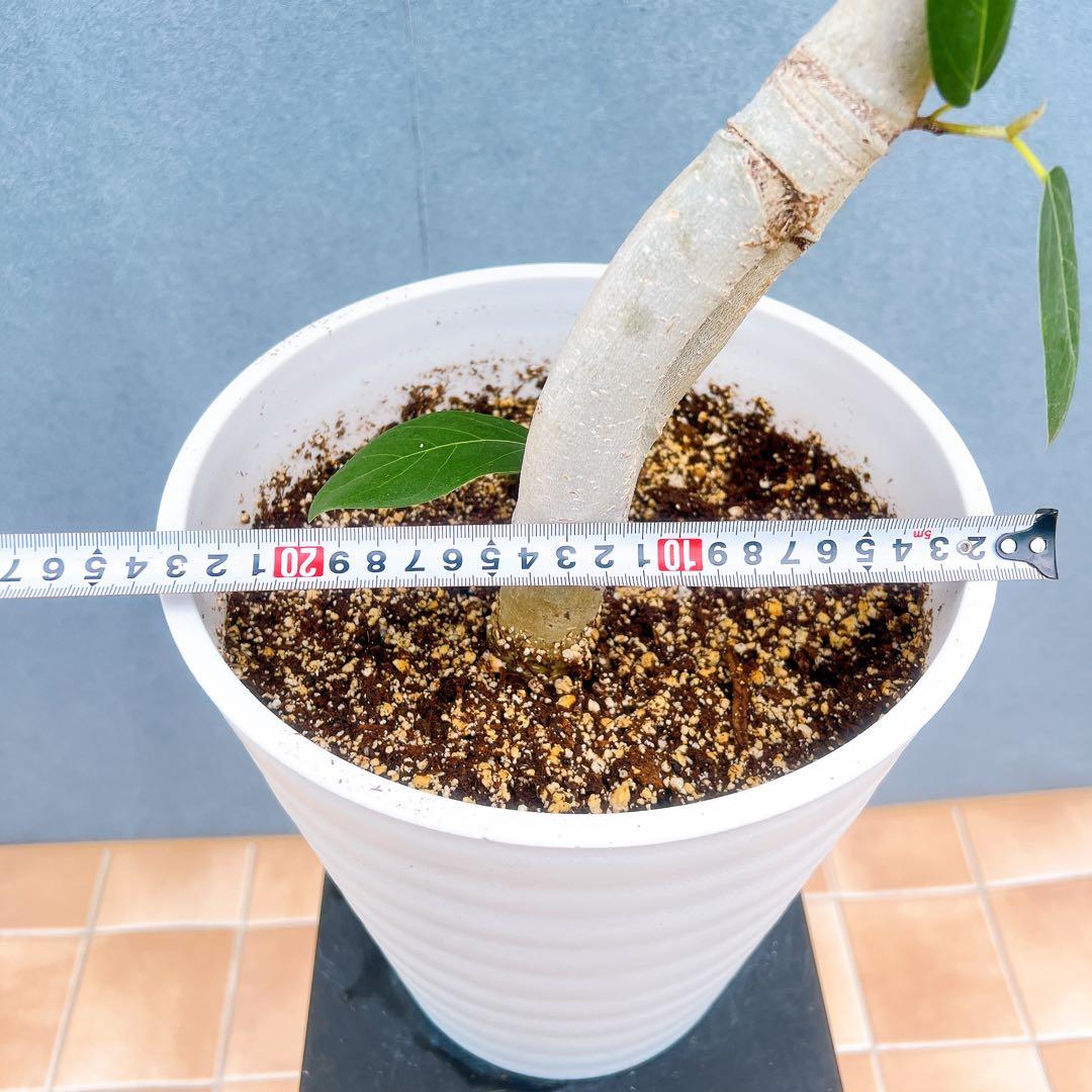 現品　フィカス　ゴムの木　ベンガレンシス　31番　曲り　インテリアグリーン　室内