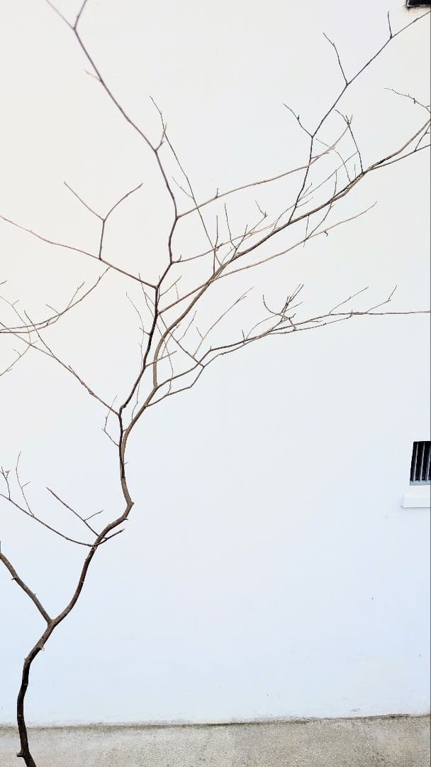 新春特価。山採りシロモジ。