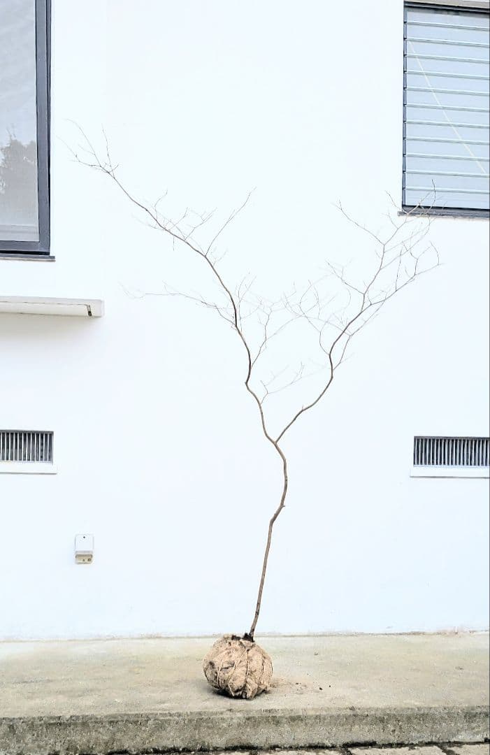 新春特価。山採りシロモジ。