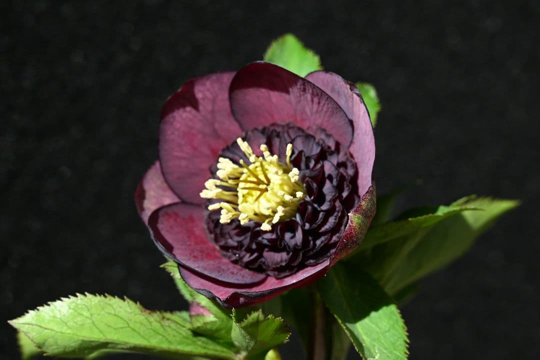 クリスマスローズ　認定アンティークモーリー　加藤農園