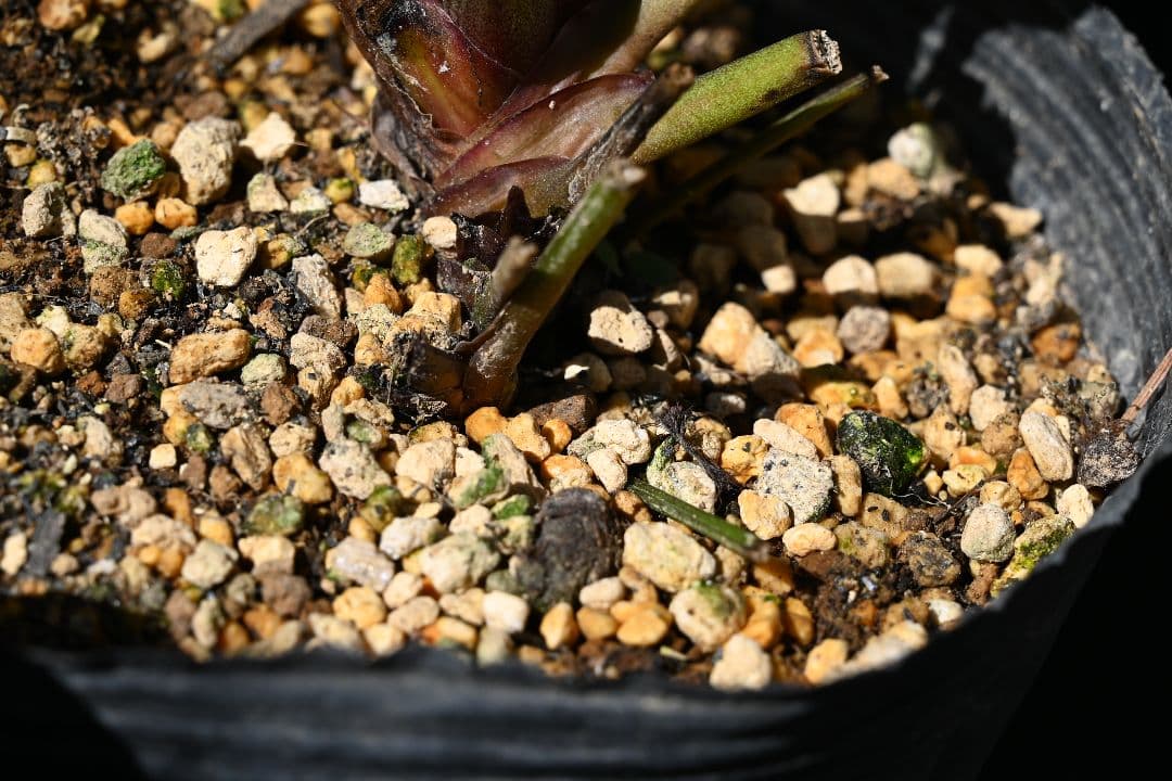 クリスマスローズ　認定アンティークモーリー　加藤農園