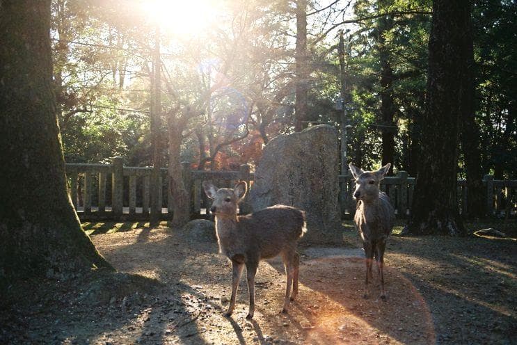 【単焦点】 OLYMPUS G.ZUIKO AUTO-W 35mm F2.8