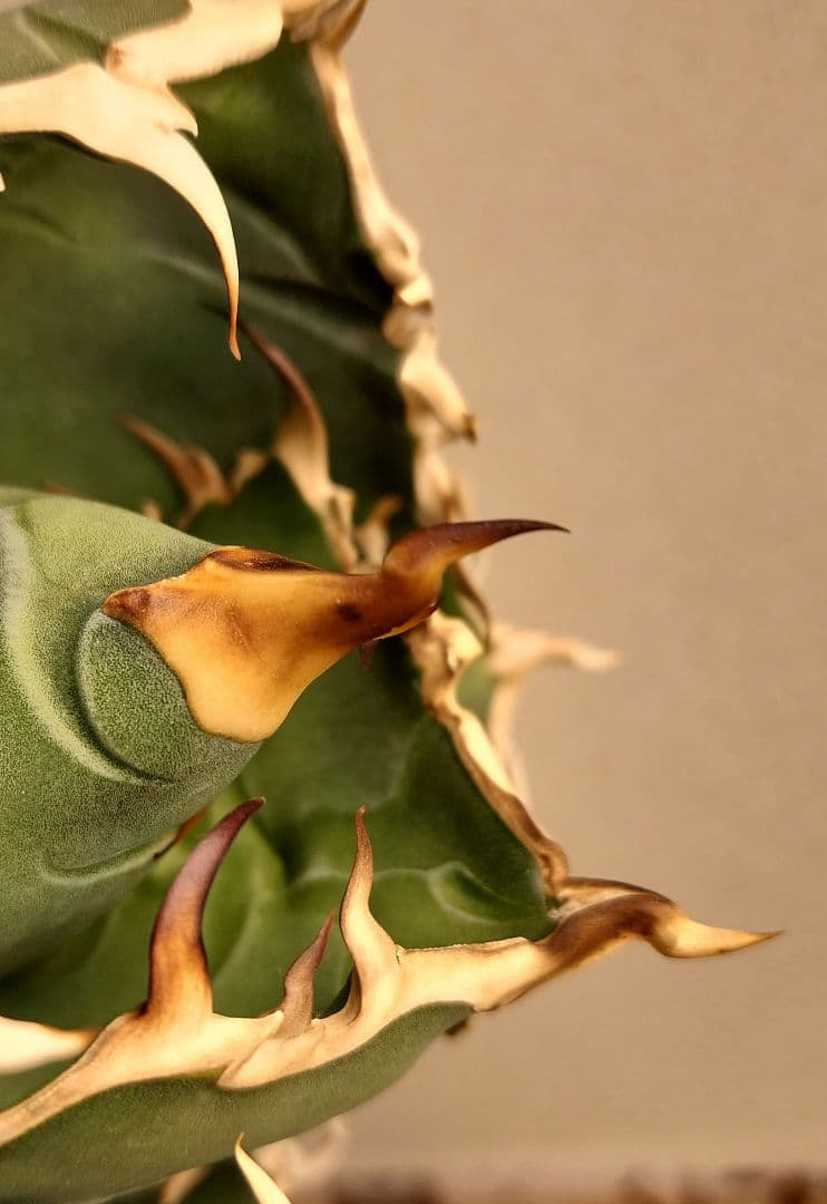 アガベ 　白鯨　中～大株