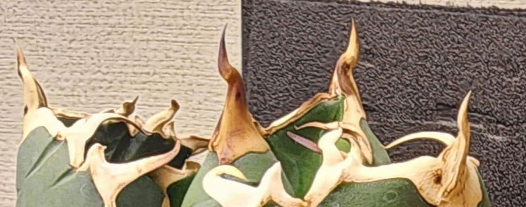 アガベ 　白鯨　中～大株