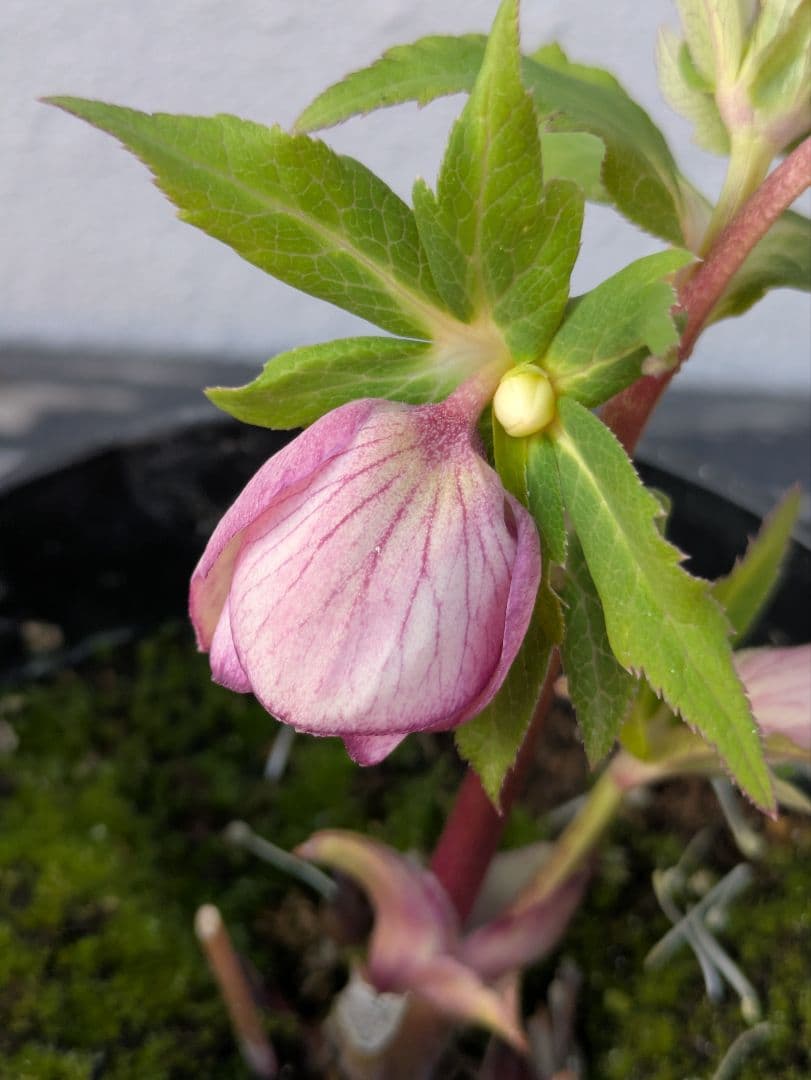 広瀬園芸【ソレイユ系 ピーチグラデーション】SS カップ咲き 極美個体