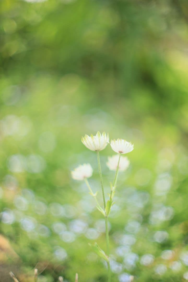 《希少》RICOH XR RIKENON 50mm F1.4 【美品】