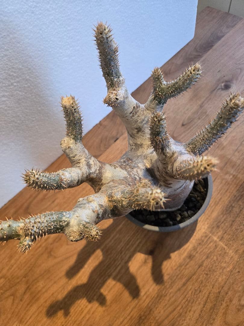 イノピナツム　塊根植物