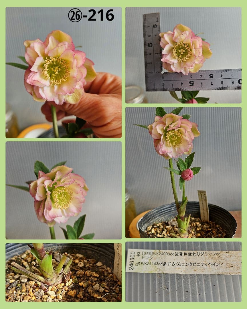蒼ララ様ご購入苗㉖-139㉖-216クリスマスローズ