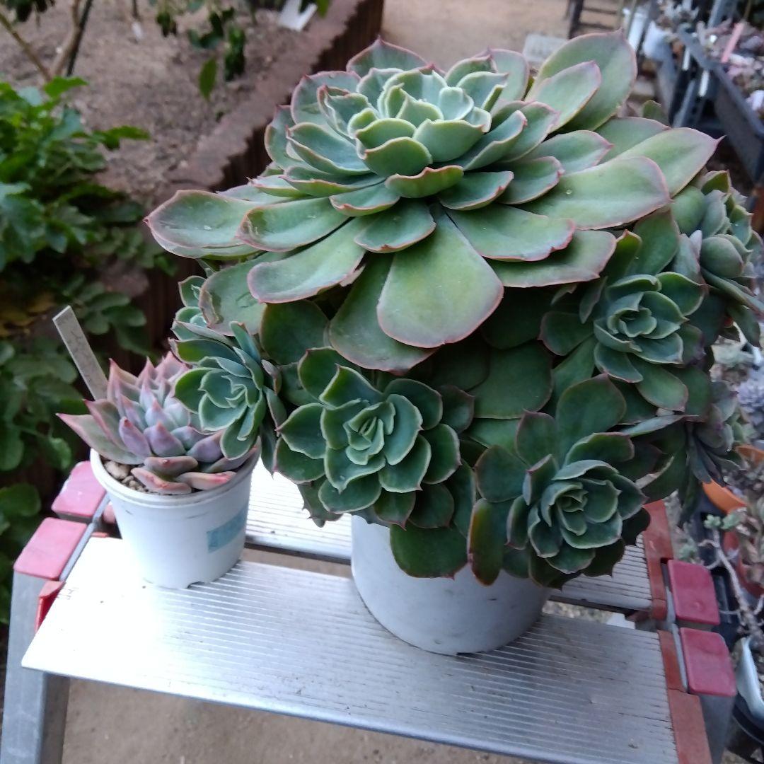 巨大 でかでか～おらいさん デカベリア✡️ミックスベリア夕波✡️ 多肉20頭以上