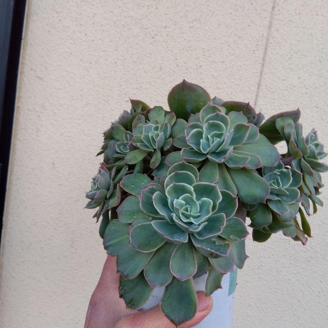 巨大 でかでか～おらいさん デカベリア✡️ミックスベリア夕波✡️ 多肉20頭以上