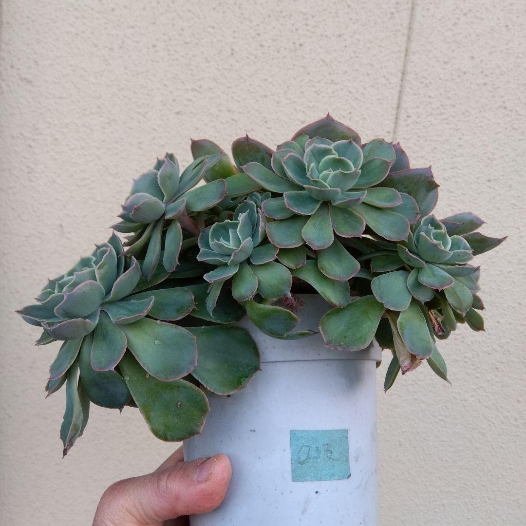 巨大 でかでか～おらいさん デカベリア✡️ミックスベリア夕波✡️ 多肉20頭以上