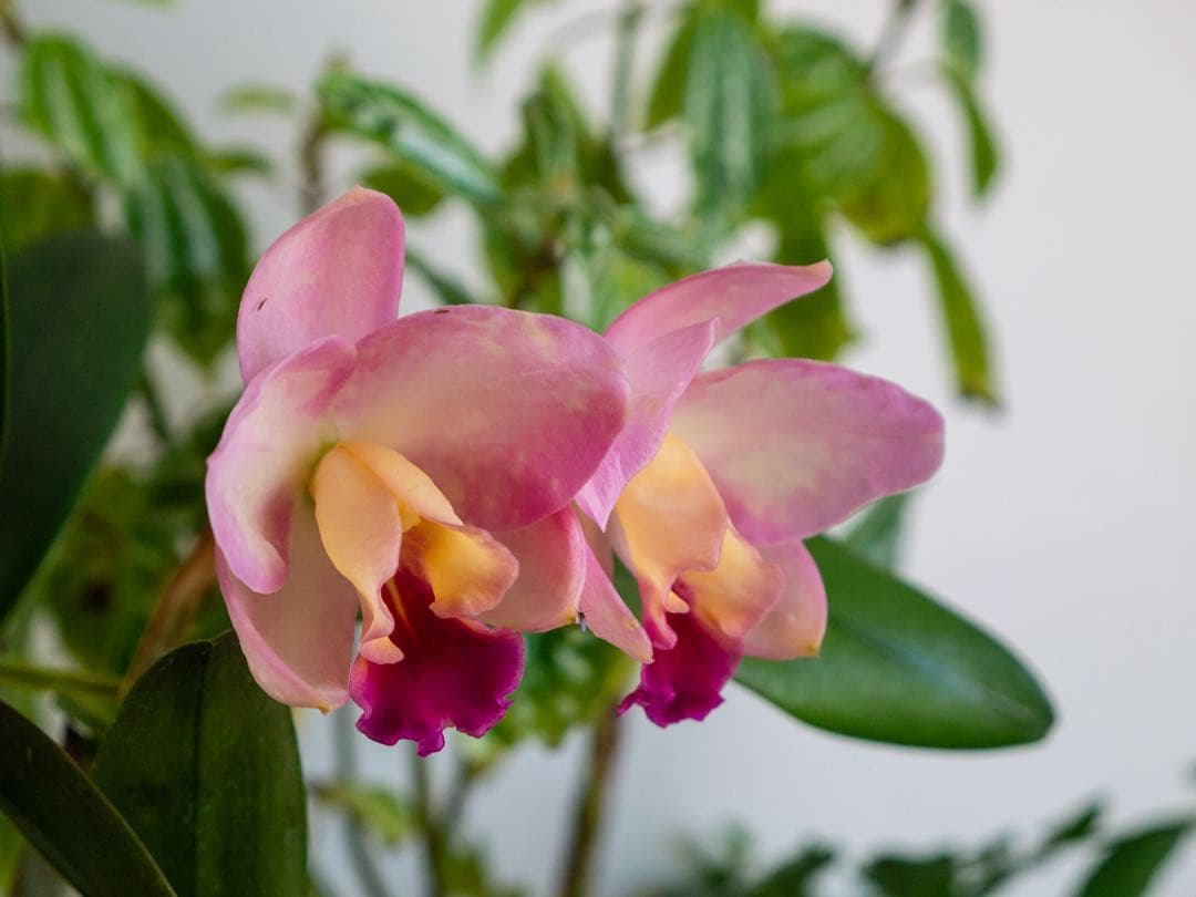 LUMIX GF5 パープル ミラーレス一眼