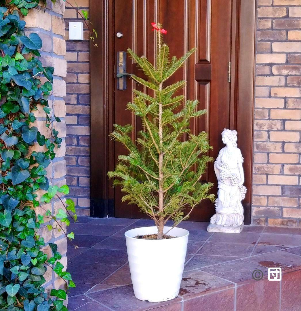 もみの木 モミノキ 苗木 ウラジロモミ 115cm❗クリスマスツリー 鉢植済み
