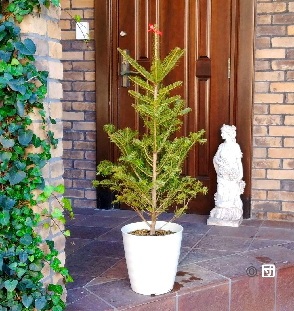 もみの木 モミノキ 苗木 ウラジロモミ 115cm❗クリスマスツリー 鉢植済み