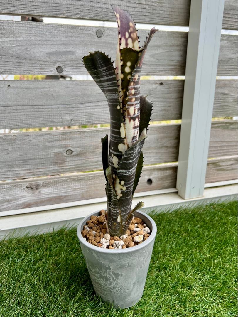 M*e様 ビルベルギア ドミンゴス マルティンス 極上株 リサ