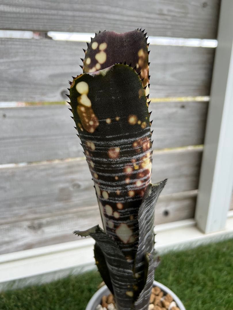 M*e様 ビルベルギア ドミンゴス マルティンス 極上株 リサ