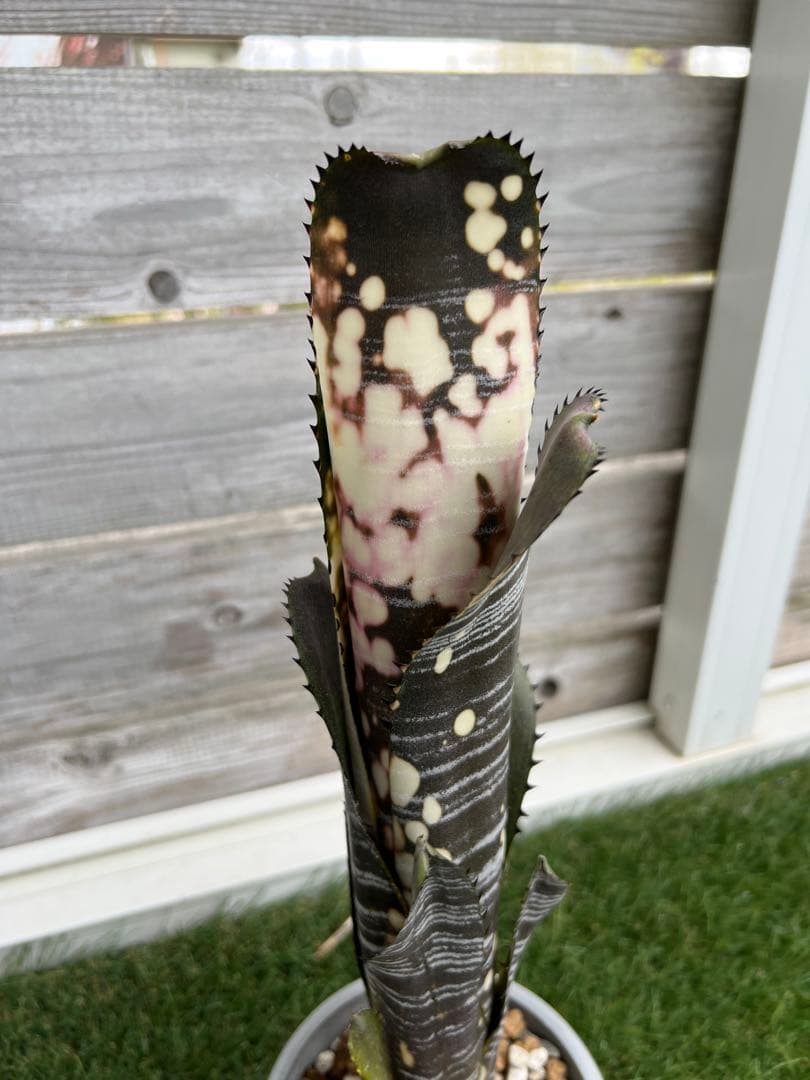 M*e様 ビルベルギア ドミンゴス マルティンス 極上株 リサ