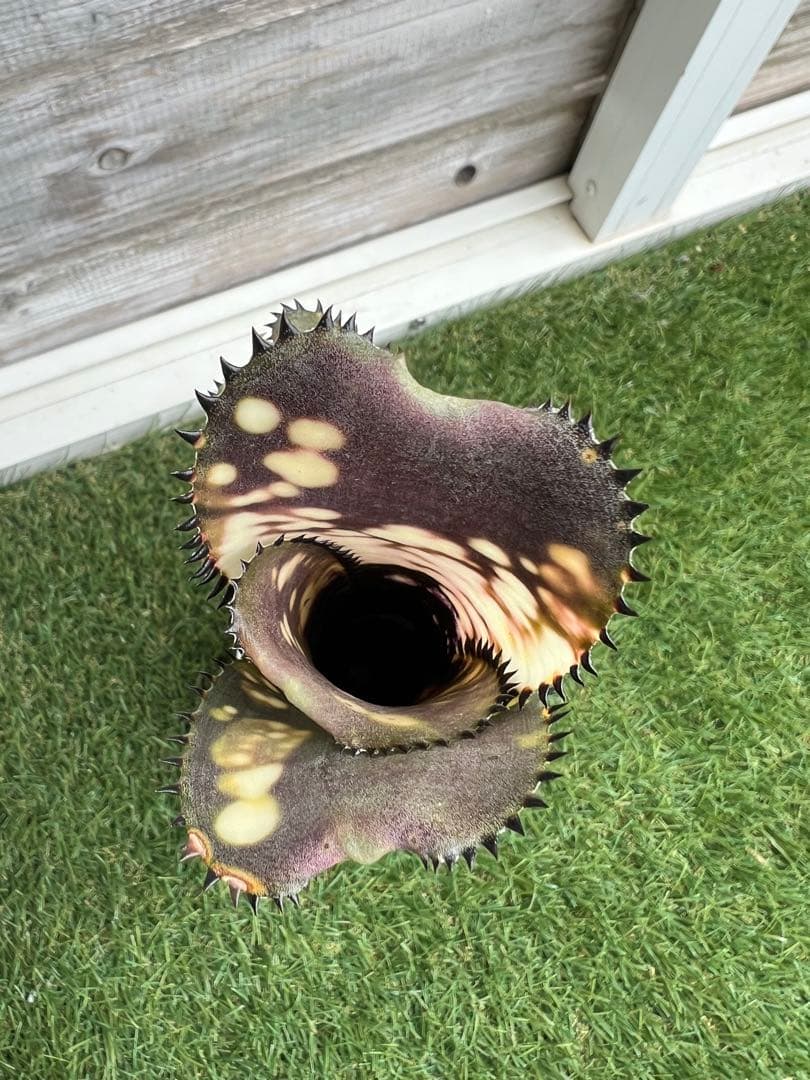 M*e様 ビルベルギア ドミンゴス マルティンス 極上株 リサ