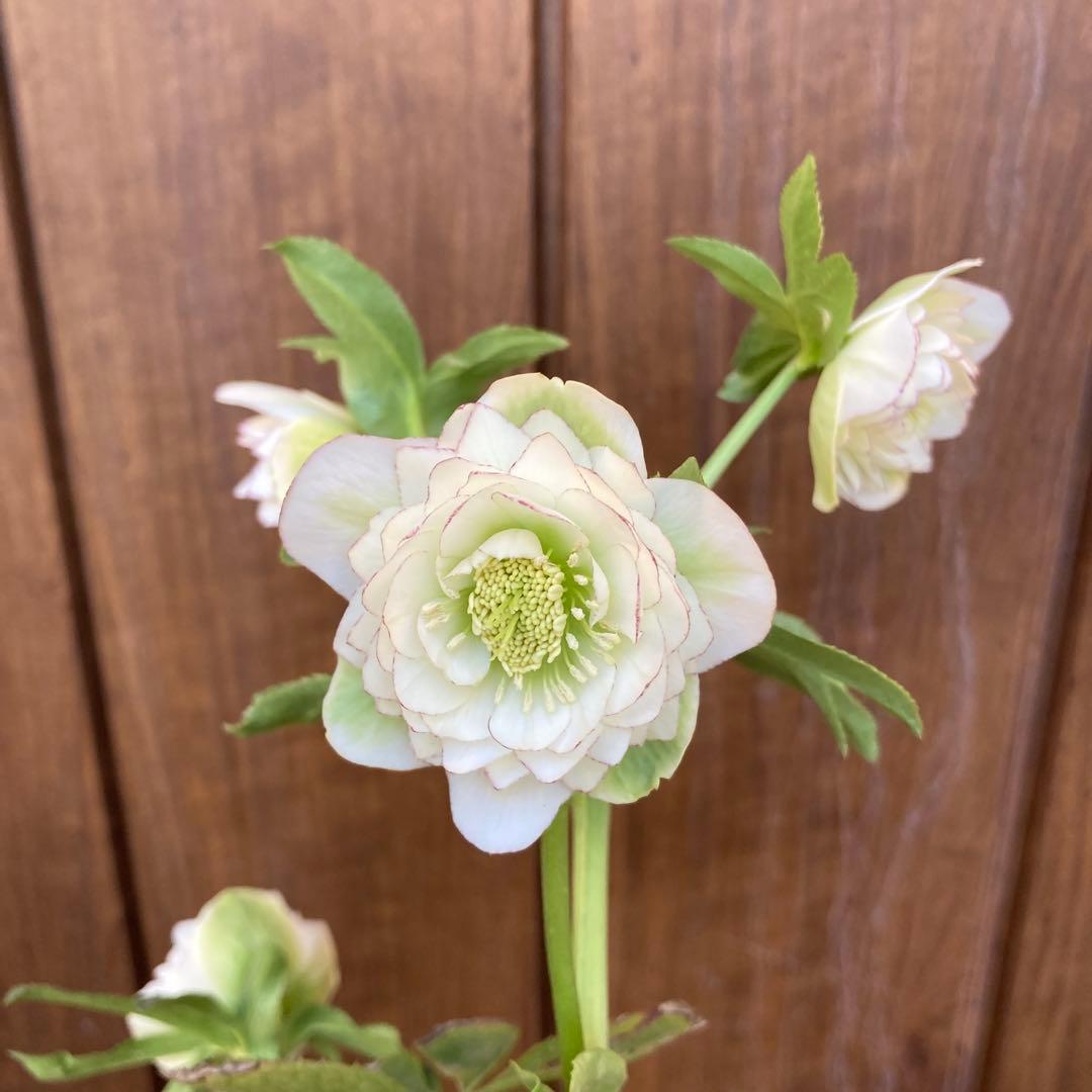 クリスマスローズ　開花株　4.5寸 　加藤農園