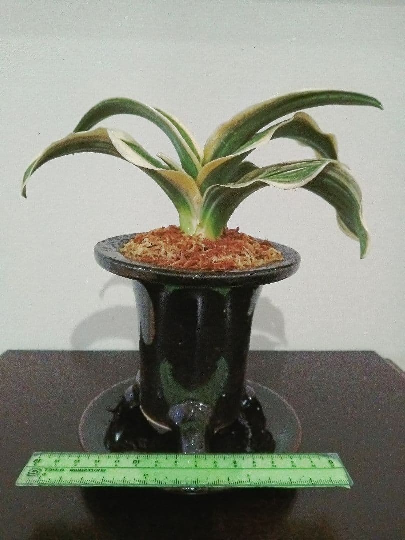 万年青「御国の光」