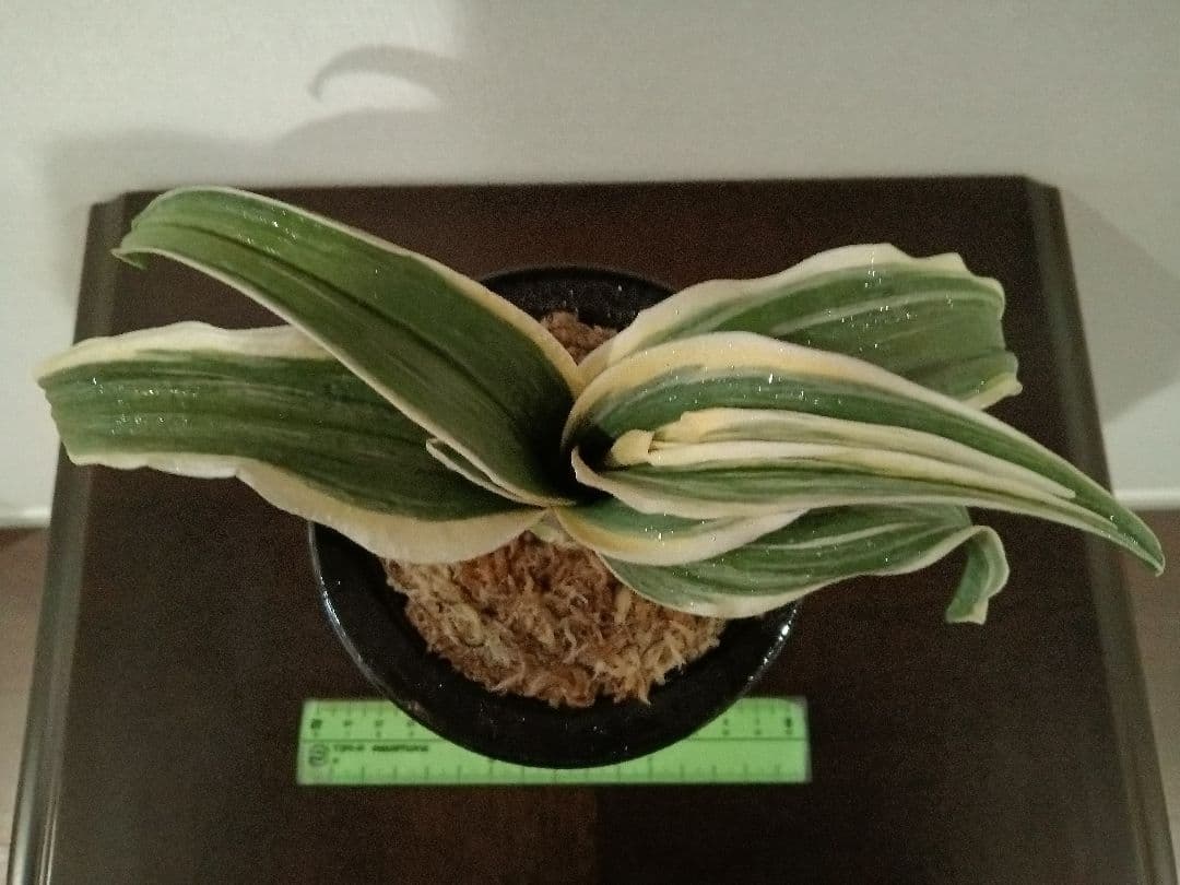 万年青「御国の光」