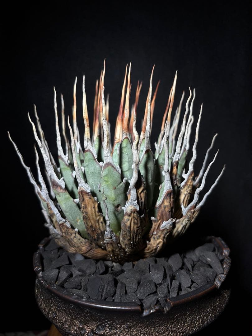 ⭐*ー様 アガベ ユタエンシス　エボリスピナ