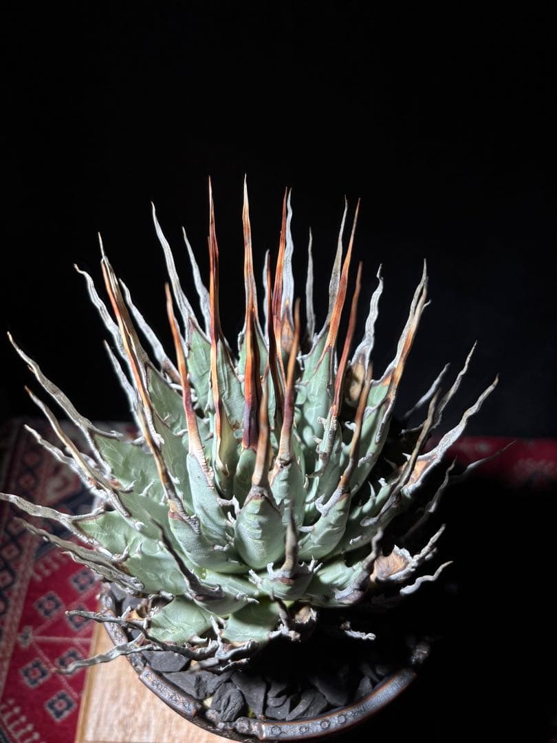 ⭐*ー様 アガベ ユタエンシス　エボリスピナ