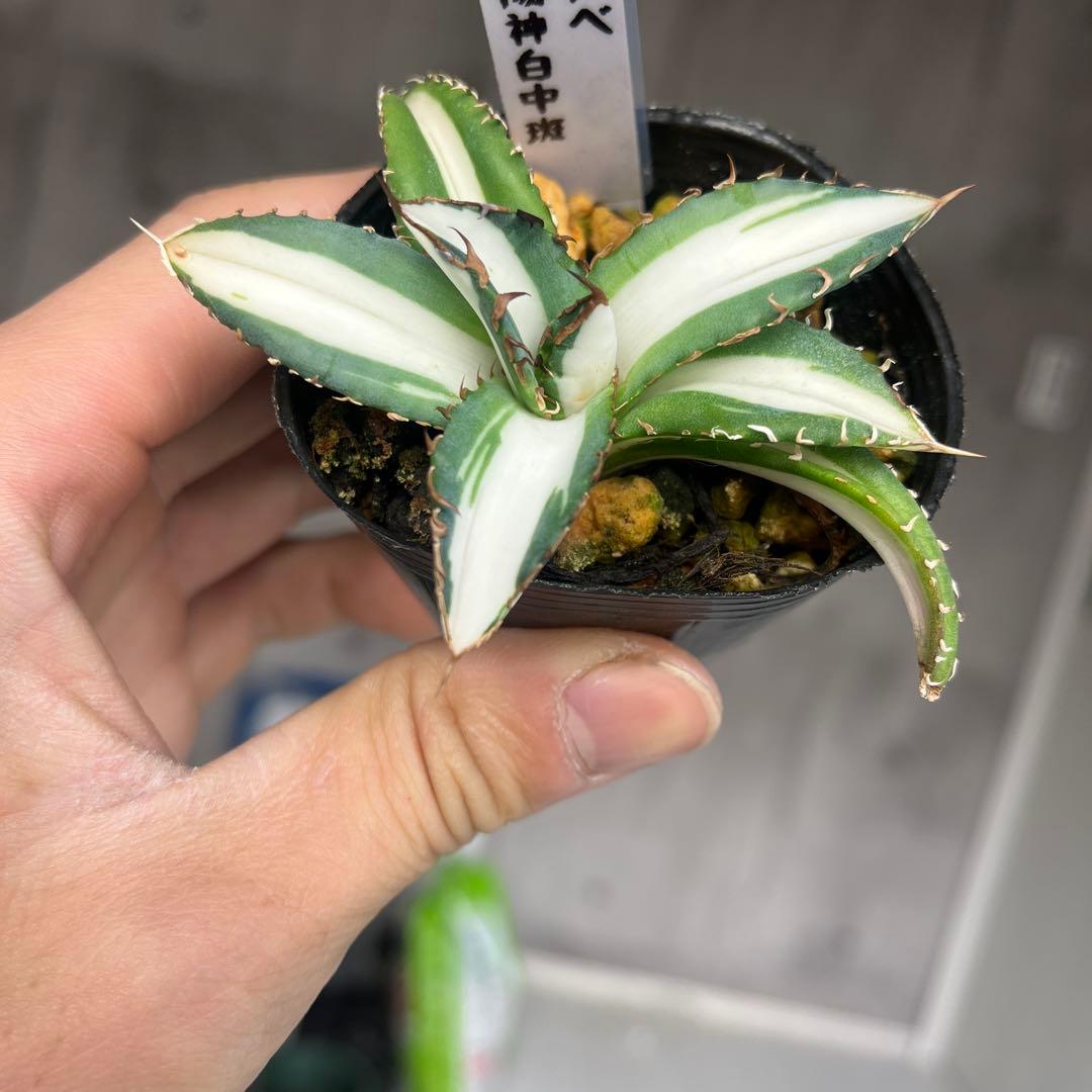 彪*丸様 アガベ 太陽神白中斑入り抜き苗発送