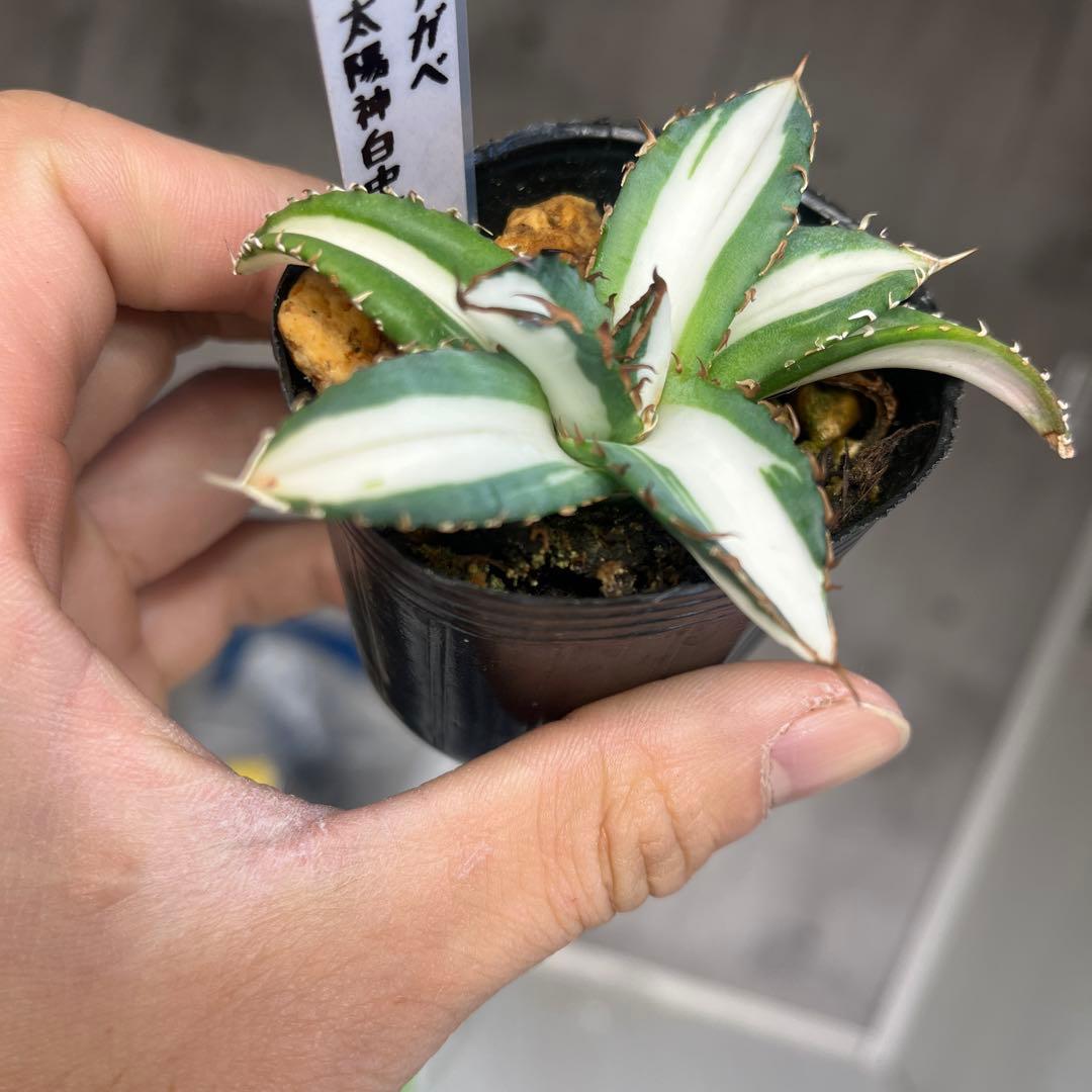 彪*丸様 アガベ 太陽神白中斑入り抜き苗発送