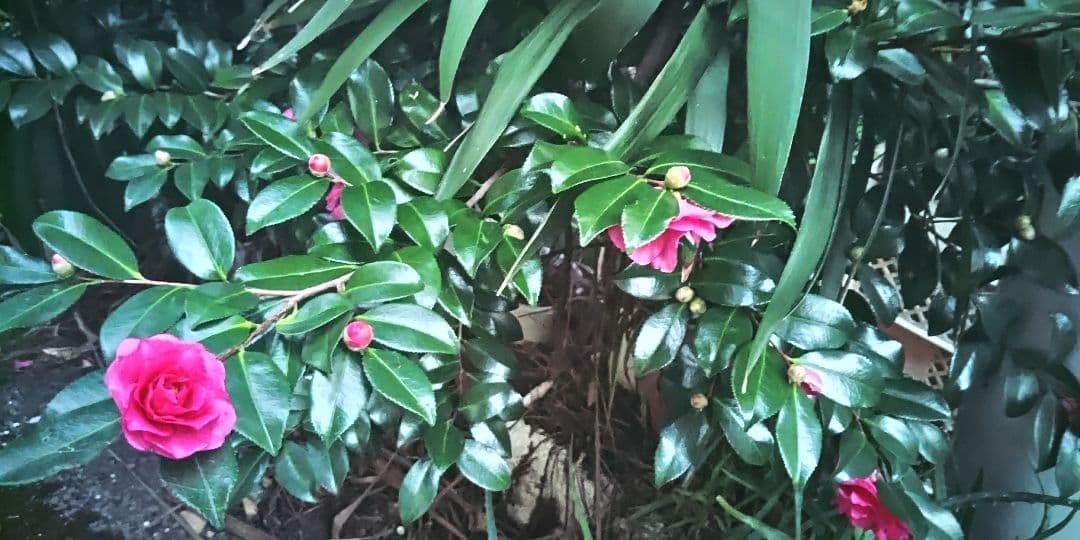 山茶花　×2鉢