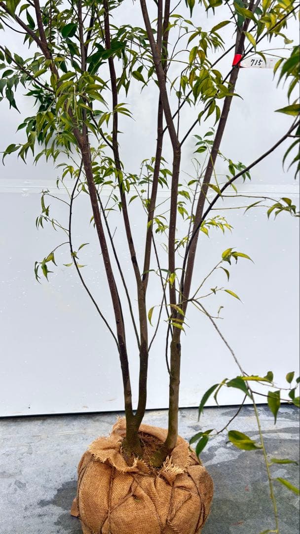 超特大サイズ 細く美しく繊細な樹形 ハイノキ 株立 715 樹高2.7m位