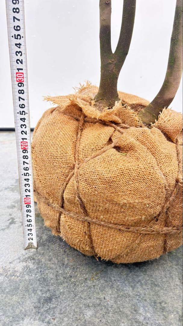 超特大サイズ 細く美しく繊細な樹形 ハイノキ 株立 715 樹高2.7m位