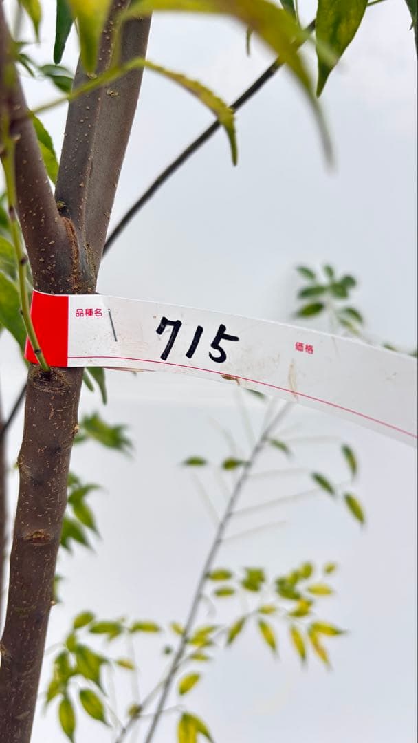 超特大サイズ 細く美しく繊細な樹形 ハイノキ 株立 715 樹高2.7m位