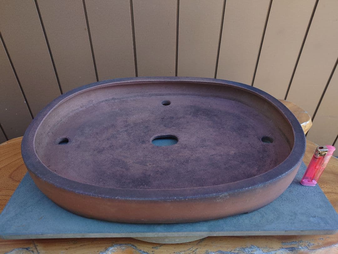 盆栽　鉢　緑巳斉春松　幅47.5cm