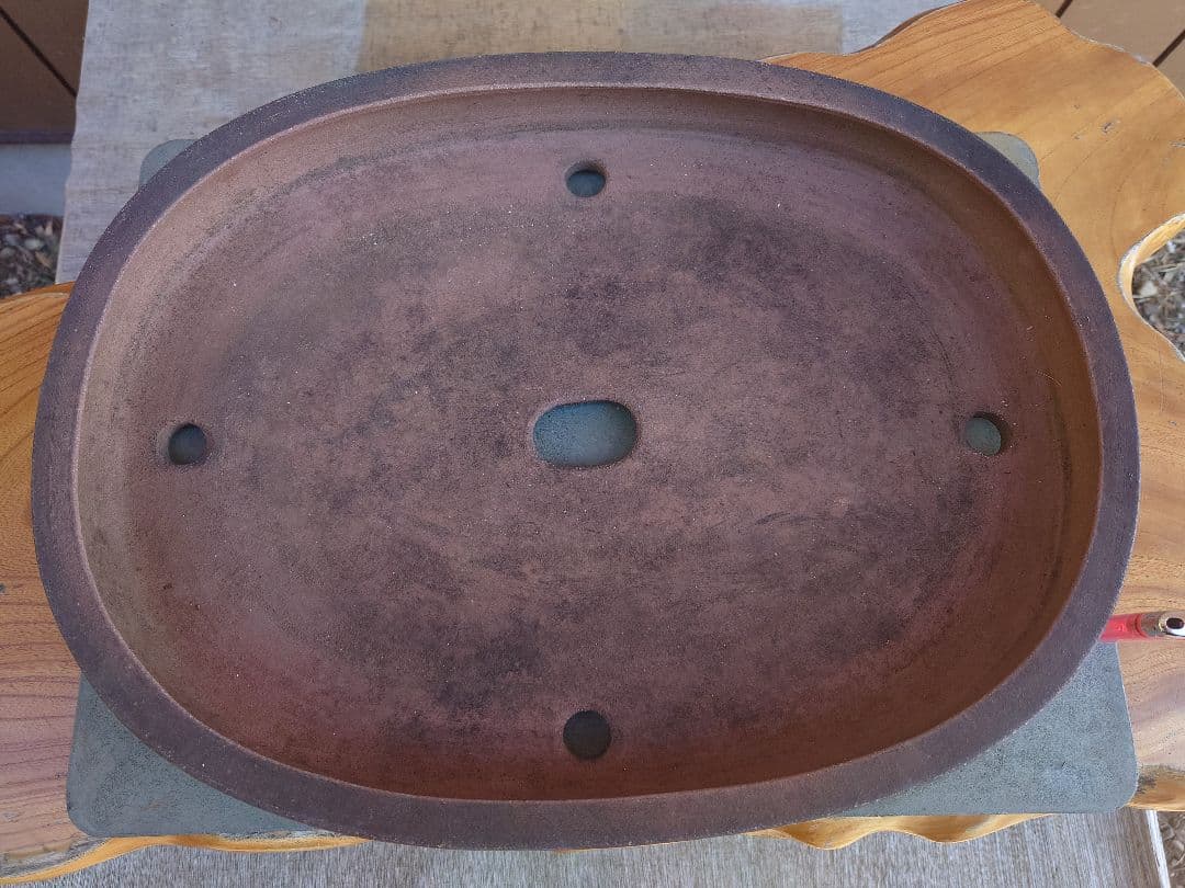 盆栽　鉢　緑巳斉春松　幅47.5cm