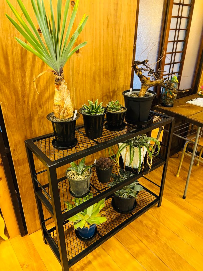 【幅900mm】インダストリアルアイアンシェルフ3段棚 植物棚 アガベ 多肉植物