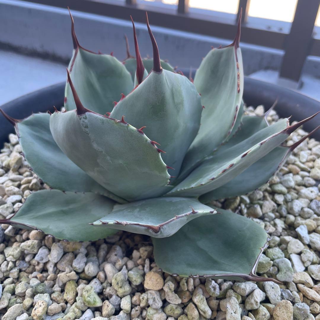 アガベ トランカータ　パリー ドライガーデン