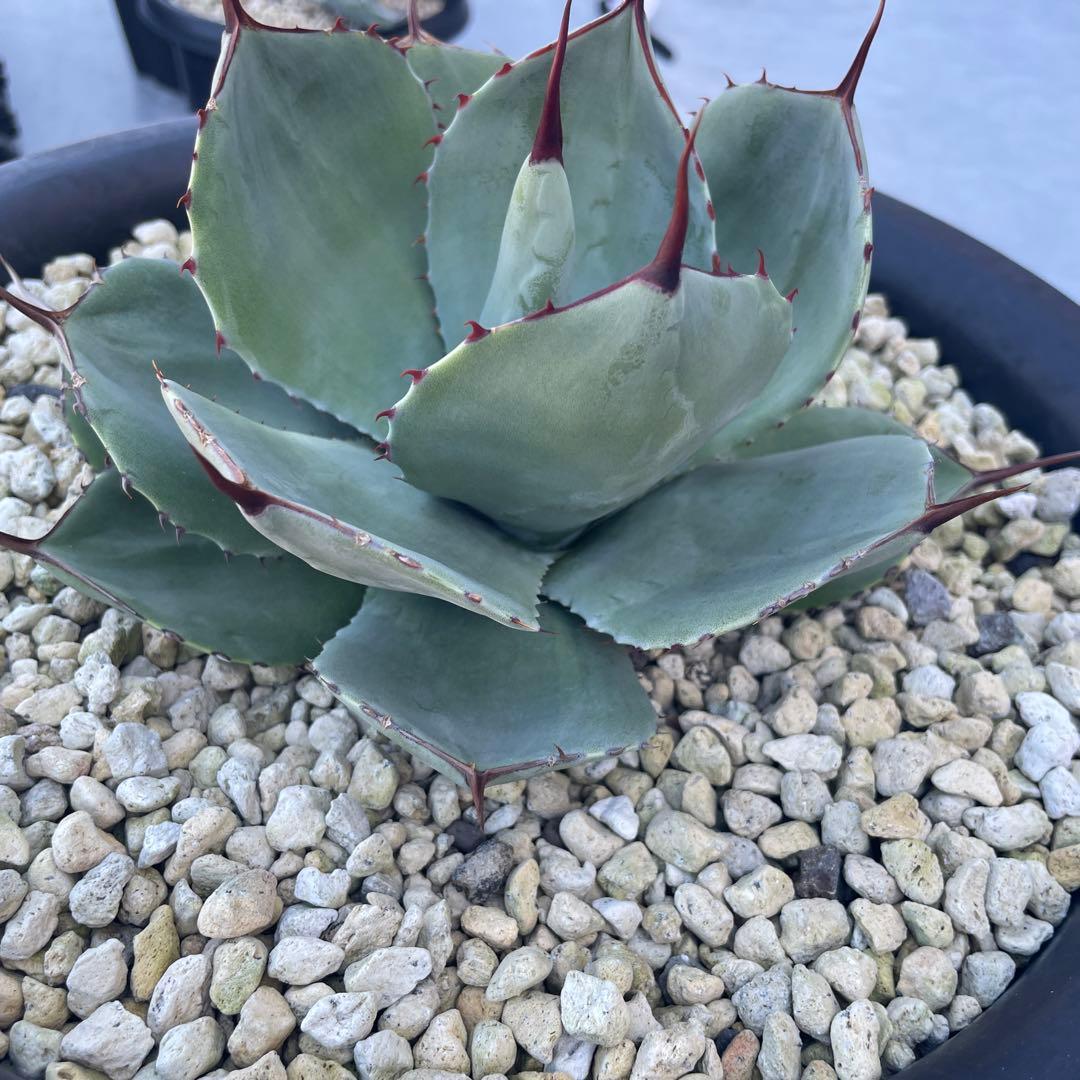 アガベ トランカータ　パリー ドライガーデン