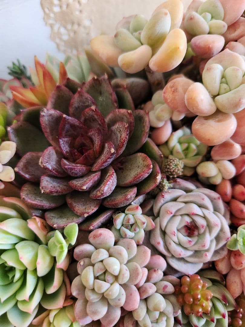 多肉植物寄せ植え　そのまま飾れる　大きなブリキ☆*