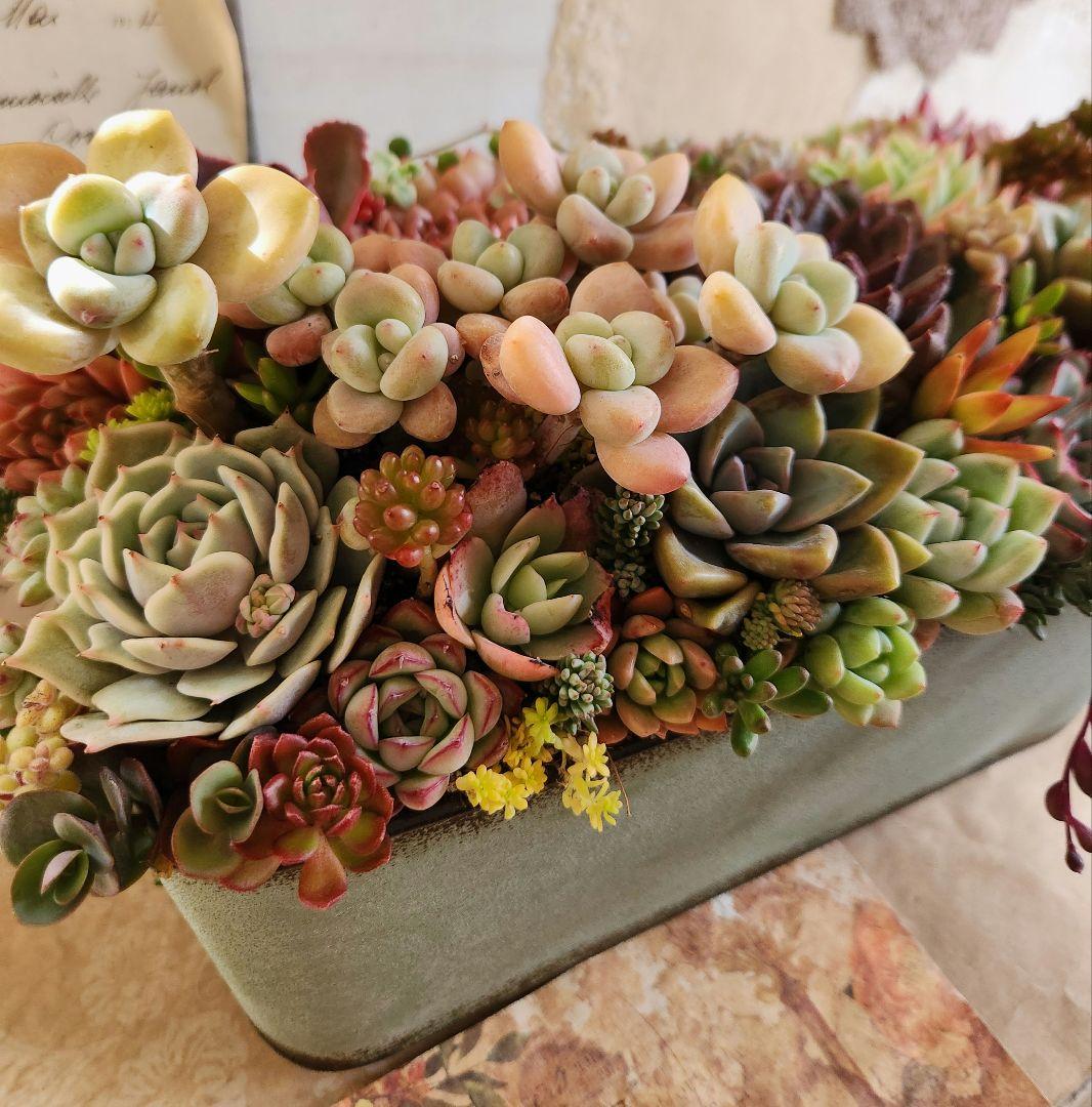 多肉植物寄せ植え　そのまま飾れる　大きなブリキ☆*