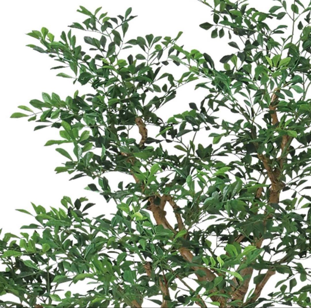 光触媒　人工観葉植物　ウォールグリーン　フェイクグリーン　トネリココアッド鉢付き