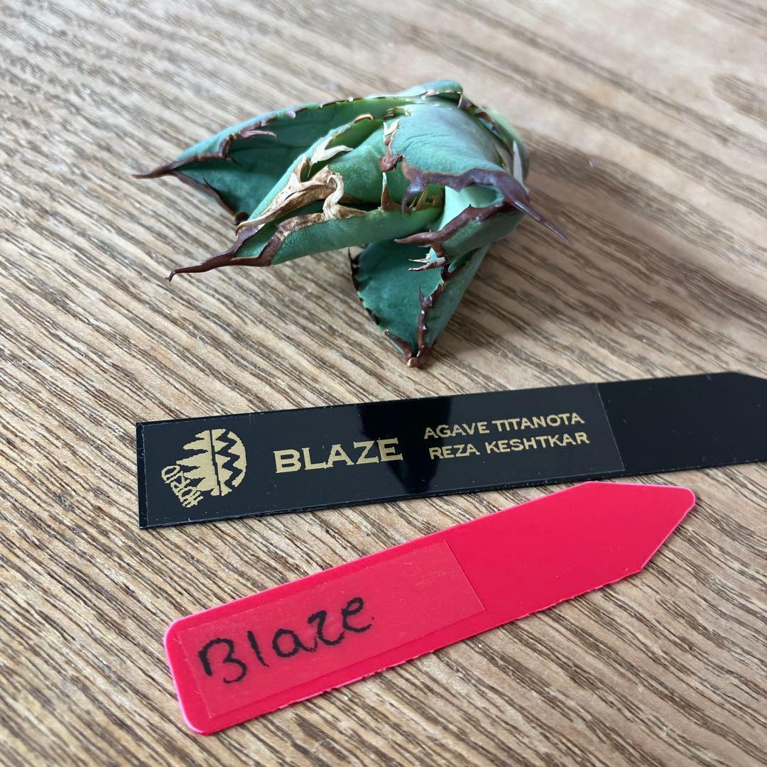匿名配送【初売り】②REZA産　イラン株　アガベ　BLAZE ブレイズ