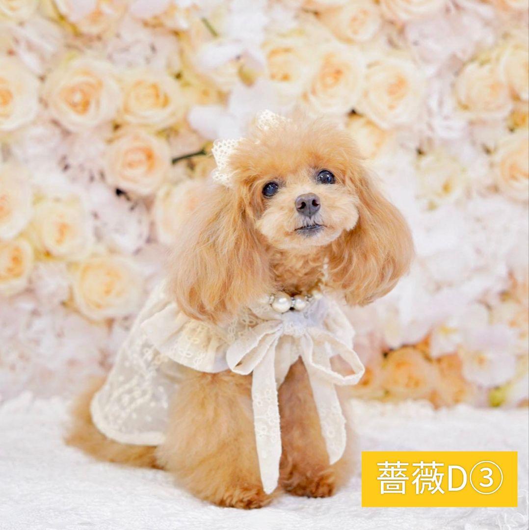 背景布【ぼかしJ】サンプル　ペット撮影用フォトブース　1月　玉ボケ　幻想的