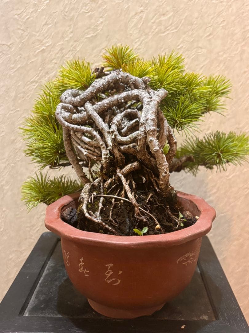 希少激レア！鬼才関野正作　根上がり半懸崖　五葉松　小品　盆栽　黒松　真柏